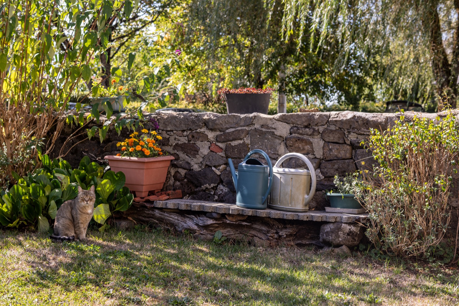 Jardin clos et muret en pierre